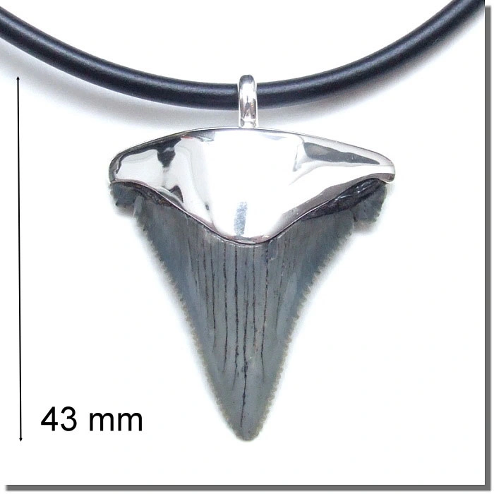 Wunderschöner großer fossiler Carcharocles Auriculatus mit einer handgearbeiteten Silberfassung.